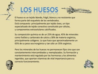 El hueso es un tejido blando, frágil, blanco y no resistente que forma parte del esqueleto de los vertebrados.  Está compuesto  principalmente por tejido óseo, un tipo especializado de tejido conectivo constituido por células, y componentes extracelulares calcificados. Su composición química es de un 25% de agua, 45% de minerales como fosfato y carbonato de calcio y 30% de materia orgánica, principalmente colágeno. Lo que hace que aproximadamente un 65% de su peso sea inorgánico y tan sólo un 35% orgánico. Pero los minerales de los huesos no permanecen fijos sino que son constantemente intercambiados y reemplazados. Su formación y mantenimiento está regulada por las hormonas y los alimentos ingeridos, que aportan vitaminas de vital importancia para su correcto funcionamiento. 