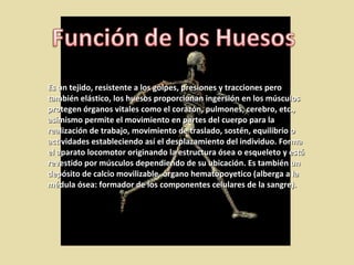 Es un tejido, resistente a los golpes, presiones y tracciones pero también elástico, los huesos proporcionan ingersión en los músculos protegen órganos vitales como el corazón, pulmones, cerebro, etc., asimismo permite el movimiento en partes del cuerpo para la realización de trabajo, movimiento de traslado, sostén, equilibrio o actividades estableciendo así el desplazamiento del individuo. Forma el aparato locomotor originando la estructura ósea o esqueleto y está revestido por músculos dependiendo de su ubicación. Es también un depósito de calcio movilizable, órgano hematopoyetico (alberga a la médula ósea: formador de los componentes celulares de la sangre). 