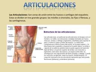 Las Articulaciones:  Son zonas de unión entre los huesos o cartílagos del esqueleto. Estas se dividen en tres grandes grupos: las móviles o sinoviales, las fijas o fibrosas, y las cartilaginosas. 