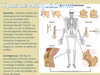Sinoviales  : permiten realizar una amplia gama de movimientos, y a su vez las sinoviales están envueltas por una cubierta deslizante llamada "sinovia". Las sinoviales a su vez se dividen en sub-articulaciones: Articulaciones de bisagra: Permiten efectuar movimientos que nos permiten inclinarnos y erguirnos, en conclusión hacer movimientos de bisagra. Ej.: el codo, la rodilla, los nudillos. Cartilaginosas : Este tipo de articulaciones se forman entre el hueso y el cartílago, y debido a que el cartílago es flexible, realizan movimientos sin necesidad de la sinovia. Ej.: entre las costillas y el hueso del pecho.  