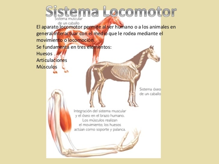 Sistema Locomotor
