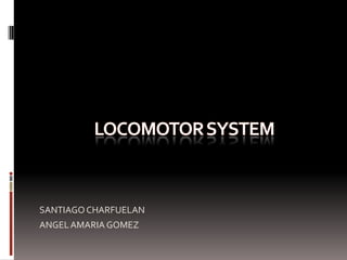 Locomotor system SANTIAGO CHARFUELAN ANGEL AMARIA GOMEZ  
