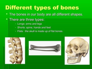 Different types of bones
 The bones in our body are all different shapes.
 There are three types:
- Longs: arms and legs
- Shorts: spine, hands and feet
- Flats : the skull is made up of flat bones.

 