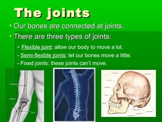 The joints
• Our bones are connected at joints.
• There are three types of joints:
- Flexible joint: allow our body to move a lot.
- Semi-flexible joints: let our bones move a little.
- Fixed joints: these joints can’t move.

 