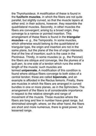 the Thyrohyoideus. A modification of these is found in 
the fusiform muscles, in which the fibers are not quite 
parallel, but slightly curved, so that the muscle tapers at 
either end; in their actions, however, they resemble the 
quadrilateral muscles. Secondly, in other muscles the 
fibers are convergent; arising by a broad origin, they 
converge to a narrow or pointed insertion. This 
arrangement of these fibers is found in the triangular 
muscles—e. g., the Temporalis. In some muscles, 
which otherwise would belong to the quadrilateral or 
triangular type, the origin and insertion are not in the 
same plane, but the plane of the line of origin intersects 
that of the line of insertion; such is the case in the 
Pectineus. Thirdly, in some muscles (e. g., the Peronei) 
the fibers are oblique and converge, like the plumes of a 
quill pen, to one side of a tendon which runs the entire 
length of the muscle; such muscles are 
termed unipennate. A modification of this condition is 
found where oblique fibers converge to both sides of a 
central tendon; these are called bipennate, and an 
example is afforded in the Rectus femoris. Finally, there 
are muscles in which the fibers are arranged in curved 
bundles in one or more planes, as in the Sphincters. The 
arrangement of the fibers is of considerable importance 
in respect to the relative strength and range of 
movement of the muscle. Those muscles where the 
fibers are long and few in number have great range, but 
diminished strength; where, on the other hand, the fibers 
are short and more numerous, there is great power, but 
lessened range. 
 