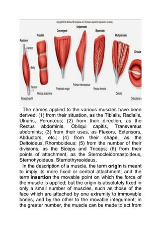 The names applied to the various muscles have been 
derived: (1) from their situation, as the Tibialis, Radialis, 
Ulnaris, Peronæus; (2) from their direction, as the 
Rectus abdominis, Obliqui capitis, Transversus 
abdominis; (3) from their uses, as Flexors, Extensors, 
Abductors, etc.; (4) from their shape, as the 
Deltoideus, Rhomboideus; (5) from the number of their 
divisions, as the Biceps and Triceps; (6) from their 
points of attachment, as the Sternocleidomastoideus, 
Sternohyoideus, Sternothyreoideus. 
In the description of a muscle, the term origin is meant 
to imply its more fixed or central attachment; and the 
term insertion the movable point on which the force of 
the muscle is applied; but the origin is absolutely fixed in 
only a small number of muscles, such as those of the 
face which are attached by one extremity to immovable 
bones, and by the other to the movable integument; in 
the greater number, the muscle can be made to act from 
 