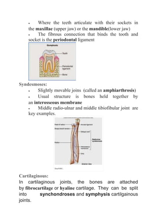  Where the teeth articulate with their sockets in 
the maxillae (upper jaw) or the mandible(lower jaw) 
 The fibrous connection that binds the tooth and 
socket is the periodontal ligament 
Syndesmoses: 
 Slightly movable joins (called an amphiarthrosis) 
 Usual structure is bones held together by 
an interosseous membrane 
 Middle radio-ulnar and middle tibiofibular joint are 
key examples. 
DonNMU. 
Cartilaginous: 
In cartilaginous joints, the bones are attached 
by fibrocartilage or hyaline cartilage. They can be split 
into synchondroses and symphysis cartilgainous 
joints. 
 
