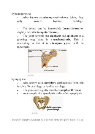Synchondroses: 
 Also known as primary cartilaginous joints, they 
only involve hyaline cartilage. 
 The joints can be immovable (synarthroses) or 
slightly movable (amphiarthroses) 
 The joint between the diaphysis and epiphysis of a 
growing long bone is a synchondrosis. This is 
interesting in that it is a temporary joint with no 
movement. 
DonNMU. 
Symphyses: 
 Also known as a secondary cartilaginous joint, can 
involve fibrocartilage or hyaline cartilage 
 The joints are slightly movable (amphiarthroses) 
 An example of a symphysis is the pubic symphysis. 
DonNMU. 
The pubic symphysis, formed by a junction of the two pubic bones. It is an 
 