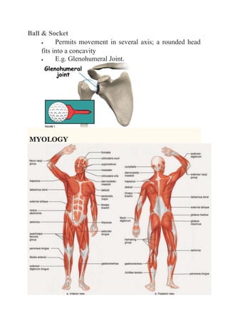 Ball & Socket 
 Permits movement in several axis; a rounded head 
fits into a concavity 
 E.g. Glenohumeral Joint. 
MYOLOGY 
 