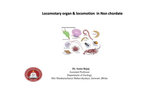 Locomotary organ & locomotion in Non chordate
Dr. Sonia Bajaj
Assistant Professor
Department of Zoology
Shri Shankaracharya Mahavidyalaya ,Junwani ,Bhilai
 