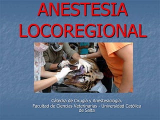 ANESTESIA
LOCOREGIONAL
Cátedra de Cirugía y Anestesiología.
Facultad de Ciencias Veterinarias - Universidad Católica
de Salta
 