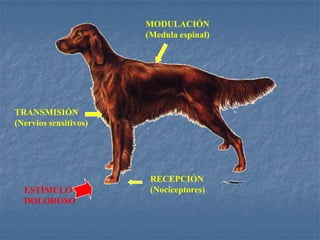 ESTÍMULO
DOLOROSO
RECEPCIÓN
(Nociceptores)
TRANSMISIÓN
(Nervios sensitivos)
MODULACIÓN
(Medula espinal)
 