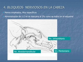 4. BLOQUEOS NERVIOSOS EN LA CABEZA
 Menos empleados. Muy específicos
 Administración de 1-2 ml de lidocaina al 2% como se indica en el esquema
Nn. Mentoniano
Nn. Infraorbitario
Nn. Alveolarmandibular
 