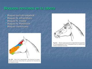 Bloqueos nerviosos en la cabeza
 Bloqueo aurículo-palpebral
 Bloqueo N. infraorbitario
 Bloqueo N. maxilar
 Bloqueo N. Mandibular
 Bloqueo mentoniano
 