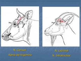 N. Cornual
Rama del trigémino
N. Lacrimal
N. Infratroclear
 