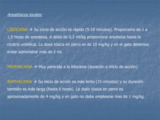 Anestésicos locales:
LIDOCAINA  Su inicio de acción es rápido (5-10 minutos). Proporciona de 1 a
1,5 horas de anestesia. A dosis de 0,2 ml/kg proporciona anestesia hasta la
cicatriz umbilical. La dosis tóxica en perro es de 10 mg/kg y en el gato debemos
evitar administrar más de 2 ml.
MEPIVACAINA  Muy parecida a la lidocaina (duración e inicio de acción)
BUPIVACAINA  Su inicio de acción es más lento (15 minutos) y su duración
también es más larga (hasta 6 horas). La dosis tóxica en perro es
aproximadamente de 4 mg/kg y en gato no debe emplearse mas de 1 mg/kg.
 