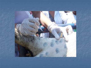 Anestesia Loco-regional 2014