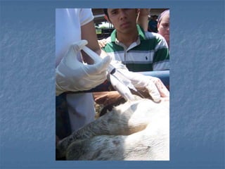 Anestesia Loco-regional 2014