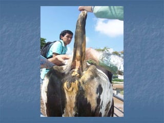 Anestesia Loco-regional 2014