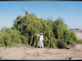 The mustard seed and the yeast Mk 4:30-32
Both of these contrast the idea of great results
from small beginnings
- some say a mustard seed could become only a
medium sized bush, in that case the result here
is amazing growth, it becomes a tree!
- considering the initial group of followers that
Jesus had we can see amazing results there too
- although yeast is not seen favorably in some
instances e.g. Passover it seems here it is
‘What shall we say the kingdom of God is like, or
what parable shall we use to describe it? 31 It is
like a mustard seed, which is the smallest of all
seeds on earth. 32 Yet when planted, it grows
and becomes the largest of all garden plants,
with such big branches that the birds can perch
in its shade.’
33 With many similar parables Jesus spoke
the word to them, as much as they could
understand.34 He did not say anything to them
without using a parable. But when he was alone
with his own disciples, he explained everything.
 