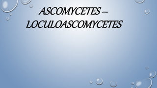ASCOMYCETES –
LOCULOASCOMYCETES
 