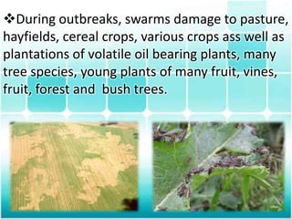 Polyphagous pest - Locust | PPTX