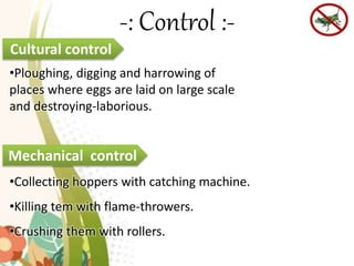Polyphagous pest - Locust | PPTX