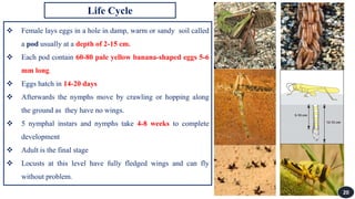 Locust.pdf