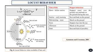 Locust.pdf