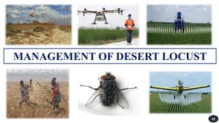 Locust.pdf