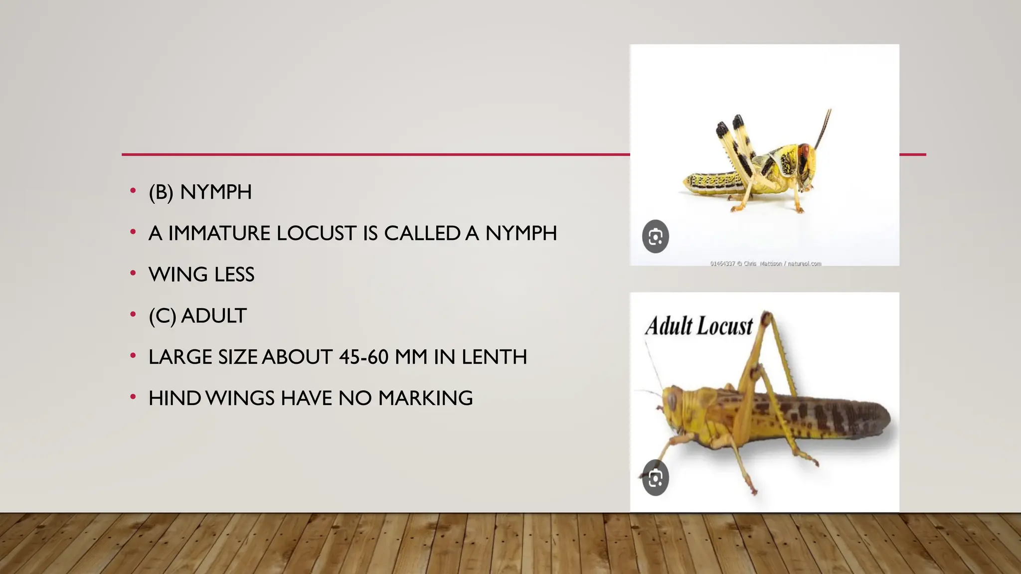 the polyphagous insect locust and their management | PPT