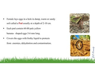 J.S.Kennedy
 Female lays eggs in a hole in damp, warm or sandy
soil called a Pod usually at a depth of 2-10 cm.
 Each pod contain 60-80 pale yellow
banana- shaped eggs 5-6 mm long.
 Covers the eggs with frothy liquid to protects
from enemies, dehydration and contamination.
 