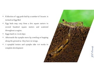 J.S.Kennedy
• Collection of egg pods laid by a number of locusts is
termed as Egg Bed.
• Egg beds may vary from a few square meters to
several hundred square meters and scattered
throughout a region.
• Eggs hatch in 14-20 days
• Afterwards the nymphs move by crawling or hopping
along the ground as they have no wings.
• 5 nymphal instars and nymphs take 4-8 weeks to
complete development
 