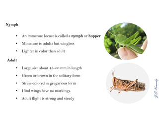 J.S.Kennedy
Nymph
• An immature locust is called a nymph or hopper
• Miniature to adults but wingless
• Lighter in color than adult
Adult
• Large size about 45–60 mm in length
• Green or brown in the solitary form
• Straw-colored in gregarious form
• Hind wings have no markings.
• Adult flight is strong and steady
 