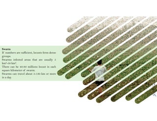 J.S.Kennedy
Swarm
If numbers are sufficient, locusts form dense
groups.
Swarms infested areas that are usually 5
km2-50 km2.
There can be 40-80 millions locust in each
square kilometer of swarm.
Swarms can travel about 5-130 km or more
in a day.
 