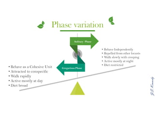J.S.Kennedy
Phase variation
• Behave Independently
• Repelled from other locusts
• Walk slowly with creeping
• Active mostly at night
• Diet restricted
• Behave as a Cohesive Unit
• Attracted to conspecific
• Walk rapidly
• Active mostly at day
• Diet broad
Contents Title
Contents Title
Solitary Phase
Gregarious Phase
 