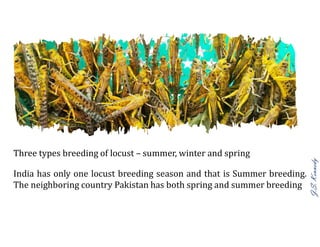 J.S.Kennedy
Three types breeding of locust – summer, winter and spring
India has only one locust breeding season and that is Summer breeding.
The neighboring country Pakistan has both spring and summer breeding
 