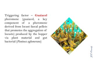 J.S.Kennedy
Triggering factor – Guaiacol
pheromone (guaiacol, a key
component of a pheromone
derived from locust faecal pellets
that promotes the aggregation of
locusts) produced by the hopper
via plant material and gut
bacterial (Pantoea aglomerans)
 