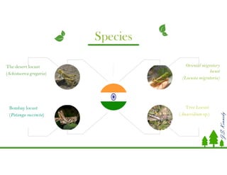 J.S.Kennedy
Species
The desert locust
(Schistocerca gregaria)
Bombay locust
(Patanga succincta)
Oriental migratory
locust
(Locusta migratoria)
Tree Locust
(Anacridium sp.)
 
