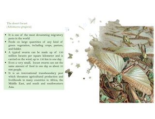J.S.Kennedy
 It is one of the most devastating migratory
pests in the world
 Feeds on large quantities of any kind of
green vegetation, including crops, pasture,
and fodder.
 A typical swarm can be made up of 150
million locusts per square kilometer and is
carried on the wind, up to 150 km in one day.
 Even a very small, locust swarm can eat the
same amount of food in one day as about 35
000 people.
 It is an international transboundary pest
which threatens agricultural production and
livelihoods in many countries in Africa, the
Middle East, and south and southwestern
Asia.
The desert locust
(Schistocerca gregaria)
 