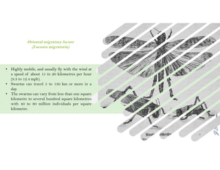J.S.Kennedy
• Highly mobile, and usually fly with the wind at
a speed of about 15 to 20 kilometres per hour
(9.3 to 12.4 mph).
• Swarms can travel 5 to 130 km or more in a
day.
• The swarms can vary from less than one square
kilometre to several hundred square kilometres
with 40 to 80 million individuals per square
kilometre.
Oriental migratory locust
(Locusta migratoria)
 
