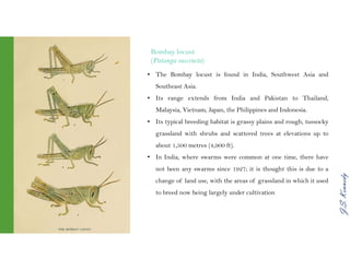 J.S.Kennedy
• The Bombay locust is found in India, Southwest Asia and
Southeast Asia.
• Its range extends from India and Pakistan to Thailand,
Malaysia, Vietnam, Japan, the Philippines and Indonesia.
• Its typical breeding habitat is grassy plains and rough, tussocky
grassland with shrubs and scattered trees at elevations up to
about 1,500 metres (4,900 ft).
• In India, where swarms were common at one time, there have
not been any swarms since 1927; it is thought this is due to a
change of land use, with the areas of grassland in which it used
to breed now being largely under cultivation
Bombay locust
(Patanga succincta)
 