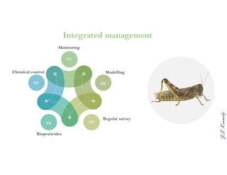 J.S.Kennedy
Integrated management
Modelling
Monitoring
Biopesticides
Chemical control
Regular survey
01
02
0304
05
 