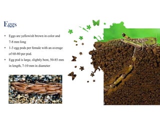 J.S.Kennedy
Eggs
• Eggs are yellowish brown in color and
7-8 mm long
• 1-3 egg pods per female with an average
of 60-80 per pod.
• Egg pod is large, slightly bent, 50-85 mm
in length, 7-10 mm in diameter
 