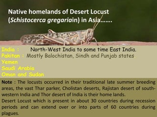 Locust in India (slides 24) | PPTX