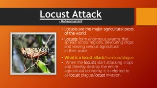 Locust Attack
- Mohammad Arif
• Locusts are the major agricultural pests
of the world.
• Locusts form enormous swarms that
spread across regions, devouring crops
and leaving serious agricultural
in their wake.
• What is a locust attack/invasion/plague.
• When the locusts start attacking crops
and thereby destroy the entire
agricultural economy, it is referred to
as locust plague/locust invasion.
 