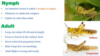 Locust attack -A threat to agriculture | PDF