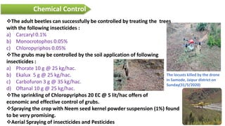 Locust attack -A threat to agriculture | PDF