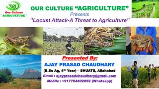 OUR CULTURE “AGRICULTURE”
Presents
“Locust Attack-A Threat to Agriculture”
Presented By:
AJAY PRASAD CHAUDHARY
(B.Sc Ag, 4th Year) – SHUATS, Allahabad
Email : ajayprasadchaudhary@gmail.com
Mobile : +917704802859 (Whatsapp)
 