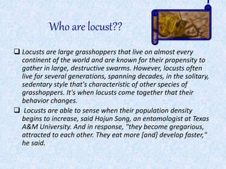 Locust attack in india | PPTX